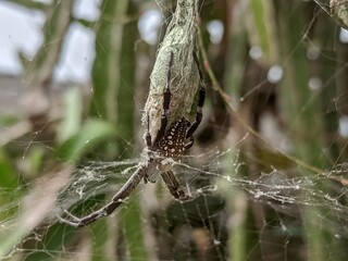 spider on a web