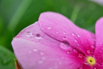 雨の日のニチニチソウのアップ
