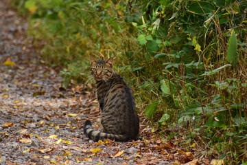 振り向く野良猫