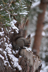 松ぼっくりを食べる冬のエゾリス