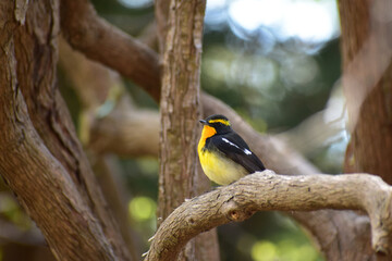 低い枝に止まるキビタキのオス