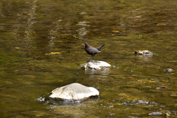 餌をくわえる子育て中のカワガラス