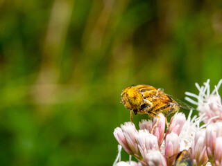 アブ　昆虫　クローズアップ