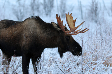 Bull moose in Anchorage, AK