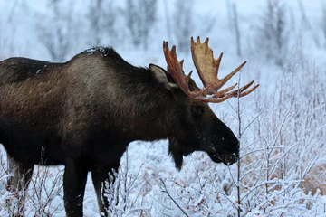 Bull moose in Anchorage, AK