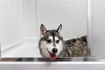 Giving Siberian Husky dog a bath in bathtub.