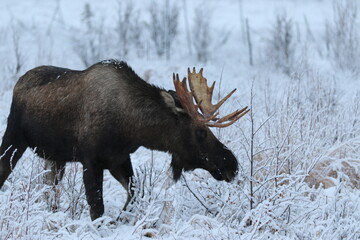 Bull moose in Anchorage,  Alaska
