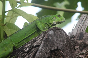 iguana  cerca