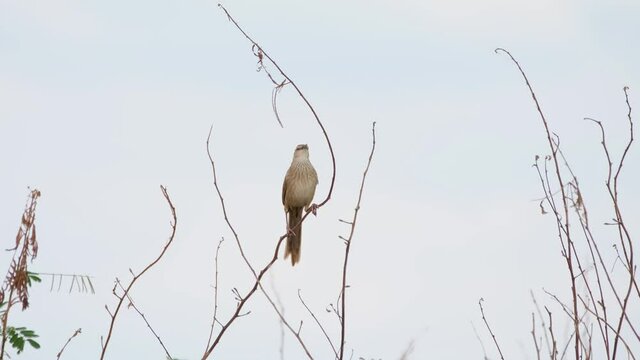Striated Grassbird, Megalurus palustris, 4K Footage, Pak Pli, Thailand; chirping and calling while perched on a small bare twig during the afternoon.