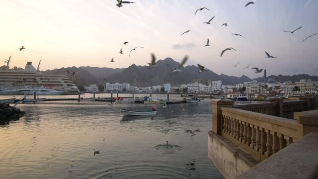 Seagulls flying over Mutrah corniche with boats during sunrise. Muscat, Oman