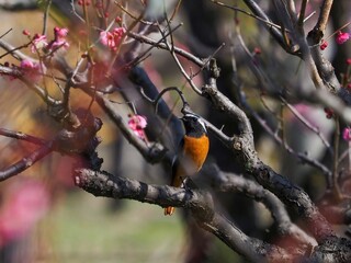 満開の紅梅に囲まれてくつろぐジョウビタキ オス