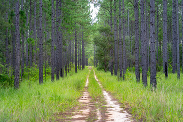 Unpaved road through a pine tree forest