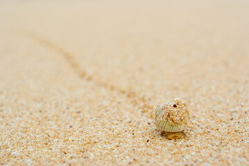 Fototapeta na wymiar 小さい貝が砂浜を歩いてるアップ