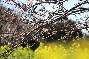 河津桜と菜の花