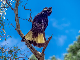 Colourful Black Cockatoo