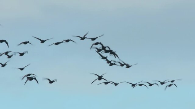 Brent Geese in flight, Brent Goose, Branta bernicla