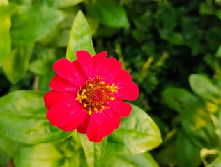 red dahlia flower