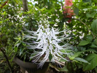 flower cat whiskers (Orthosiphon aristatus) In the morning