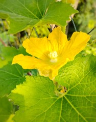 yellow hatch flower