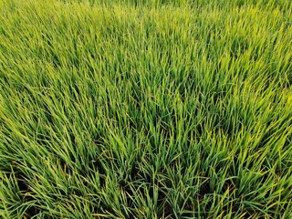 green grass background