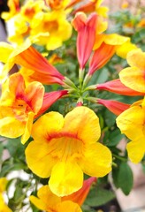 Obraz na płótnie Canvas yellow and red flowers