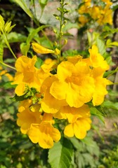 Obraz premium yellow flowers in the garden