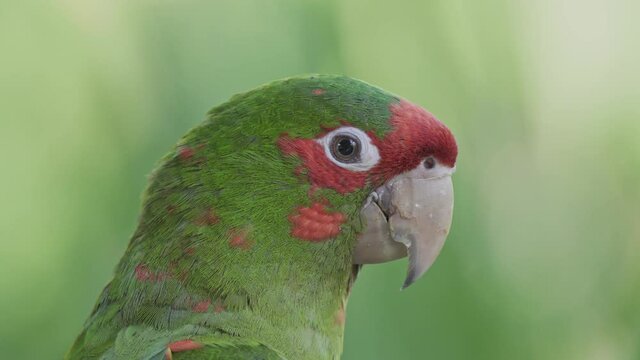Close up of a curious green and red mitred parakeet looking around surrounded by vegetation