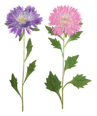 Pressed and dried flowers aster (michaelmas daisy) on stem with green leaves. Isolated on white...