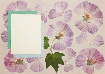 Page from an old photo album. Flowers lavatera. Scrapbooking element decorated with leaves, flowers and petals flowers. For cards, invitations und congratulations. Use in scrapbooking, greetings
