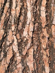 Texture of the pink and red bark of a tree