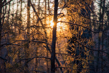 sunset in the woods