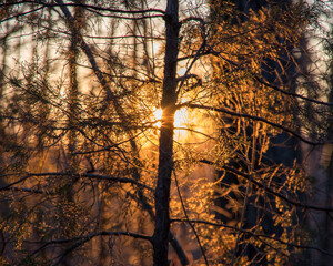 sunset in the forest
