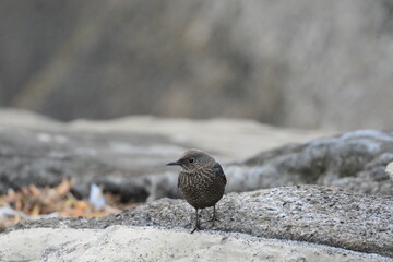 海辺のイソヒヨドリ