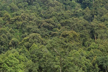 Beautiful tropical forest at morning