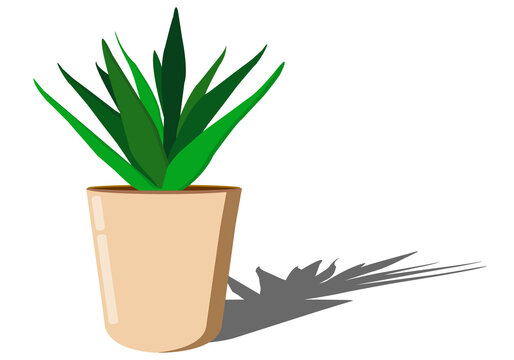 aloe vera plant in a pot