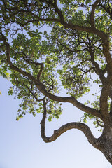 Fototapeta na wymiar Trees in Waialae Beach Park, Oahu island | Hawaii landscape