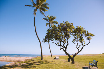Fototapeta na wymiar Palm trees in Waialae Beach Park, Oahu island | Hawaii landscape