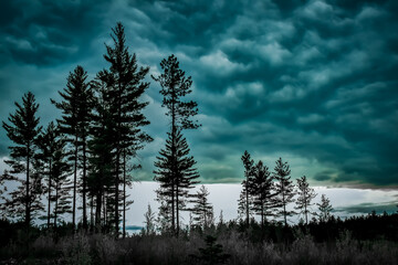 Pines of Red and White