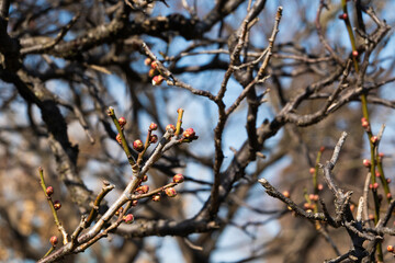 Plum blossom buds in early spring