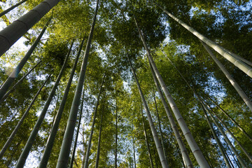 Fototapeta premium Bamboo forest 