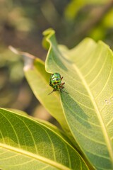beautiful insect on green leaf