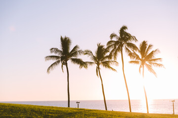 Kakaako Waterfront Park, Plam Tree silhouette photo at sunset, Honolulu, Oahu, Hawaii