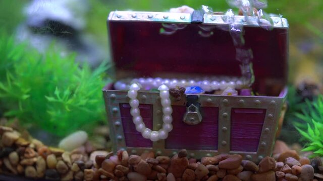 Jewelry crate ornament in a fish tank. Freshwater aquarium decorated in pseudo-sea style. Aquascape and aqua design.

