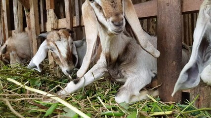 Several goats in the pen are eating grass. Natural fattening process without additional feed. The process takes longer but saves resources