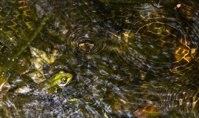 A Green Frog (Rana clamitans) pokes his emerald head above the surface of a shallow pond rippled by flowing water and circular surface waves from raindrops.   Copy space.