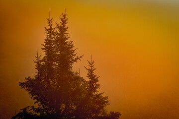 Sunrise in the Forest
