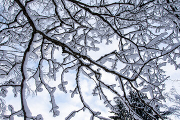 Scenic view of snow-covered tree branches in winter forest