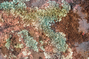 Grungy surface old granite stone, varied lichen and moss on surface stone, outdoor environmental impact.