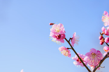 梅の花　空背景