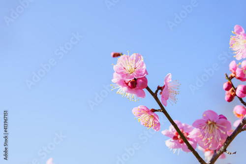 梅の花 空背景 Wall Mural Wallpaper Murals Wallsheaven Kozo